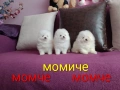 Миниатюрни !!! Чисто бели Померани. Реални снимки !!! , снимка 2