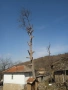 Опасни дървета рязане косене непроходима растителност почистване от-до, снимка 2