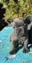 Френски Булдог French Bulldog Blue, снимка 1