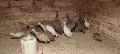 Свободни млади токачки, снимка 2