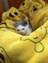 Подарявам котенце., снимка 3