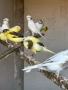 Продавам канари - канарчета , снимка 3