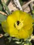 Смокиня индийска, Кактус опунция, Opuntia ficus-indica Etna, екзотични,овощни, снимка 7