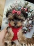 мини йоркширски териер момиче , снимка 9