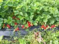 Продавам разсад ягоди, снимка 5