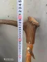 тояга, бастун, уникат, ръчна изработка,стар, старо, арт, естествен рог,made in GERMANY, HAND MADE, снимка 15