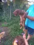 Жълтоалесто женско гонче, снимка 6