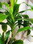 Драцена , снимка 3