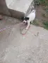 джак ръсел териер , снимка 4