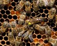 Пчелни отводки ДБ-2023, снимка 1 - За пчели - 36802607