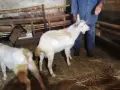 Ярета за тамазлък , снимка 4