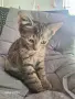 Подаряват се две котенца, снимка 5