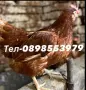 🐔Налични Носачки За Яйца 🥚, снимка 4