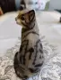 Фигури за декорация Котки, снимка 11