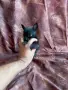 Чихуахуа момиче , снимка 1