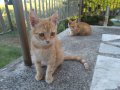 Две гальовни котенца!, снимка 1 - Други - 41560978