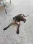 Лагото романьоло , снимка 1