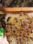 Пчелни майки и отводки , снимка 1