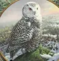 Колекционерскa декоративнa порцелановa чиния Spode, с полярна сова, снимка 3