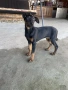 Доберман на 4месеца, снимка 1