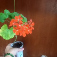Оранжево мушкато, снимка 4 - Стайни растения - 42442950