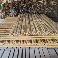 100 Семена от бамбук за паркет декорация мосо бамбо бамбукови семена за украса и дървен материал, снимка 11 - Сортови семена и луковици - 37774861