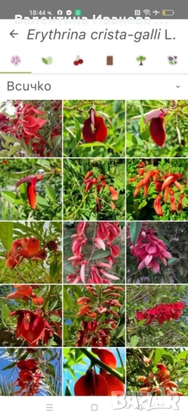 екзотично растение , снимка 1