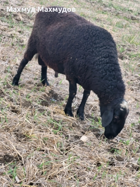 продавам коч.., снимка 1