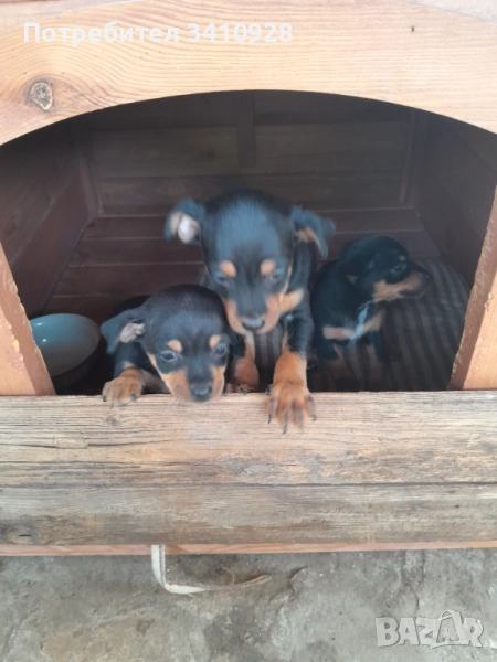 Продавам Пинчери, снимка 1