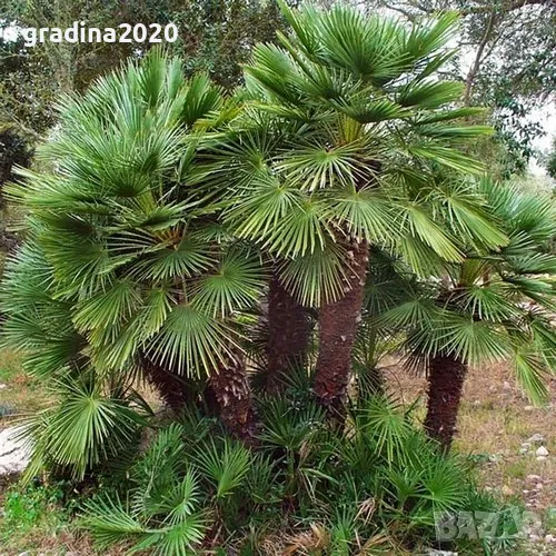 Палма Хамеропс, Chamaerops humilis, снимка 1