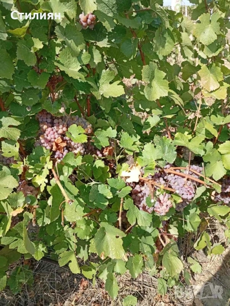 Продавам грозде сорт Траминер, снимка 1