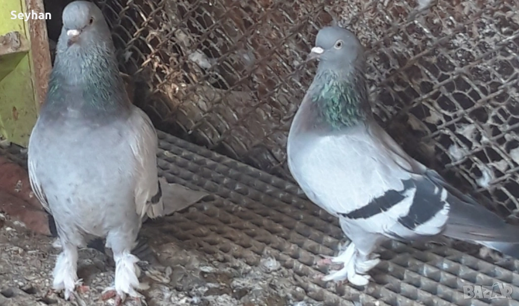 Гълъби мардини , снимка 1