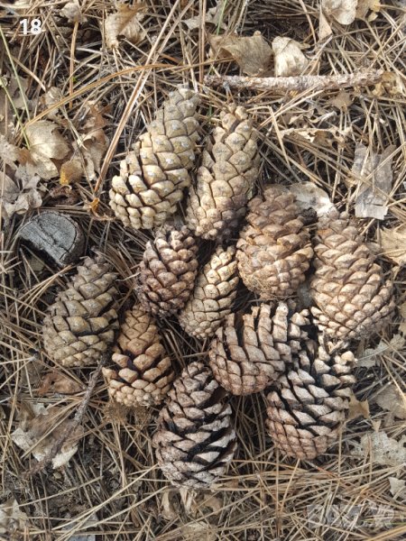 Шишарки , снимка 1