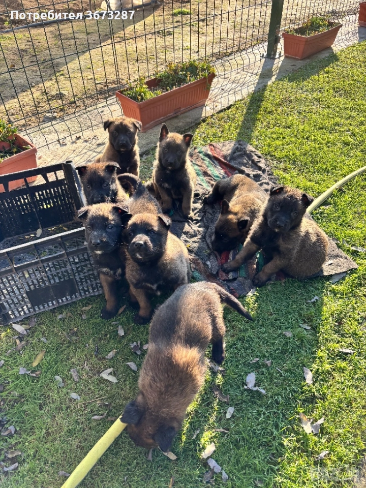 Белгийска овчарка малиноа, снимка 1