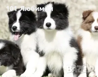 Бордар коли, снимка 1