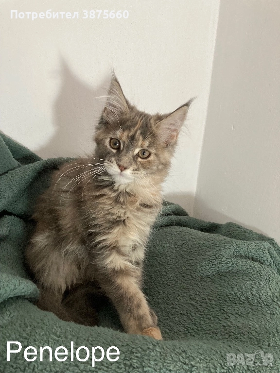 Мейн-куун котенца, снимка 1