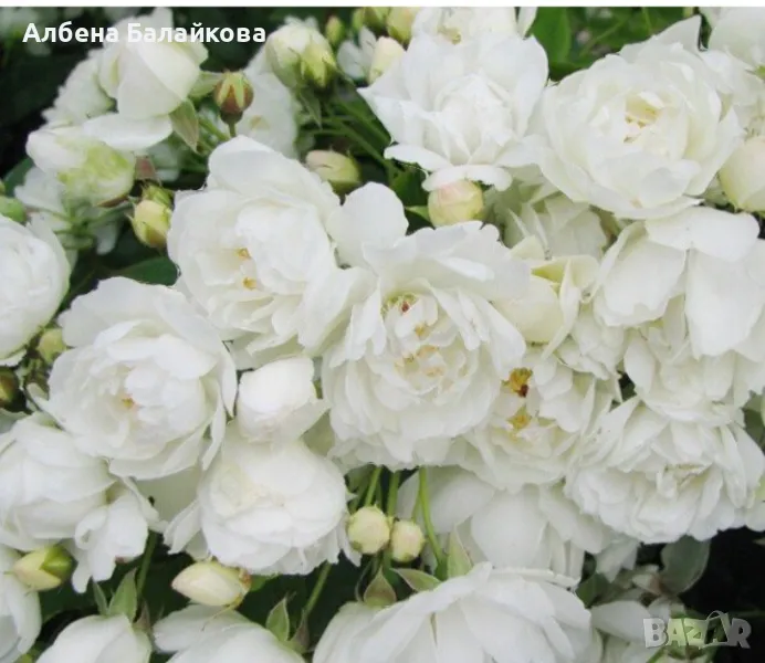 Роза Лейди Банкс , снимка 1