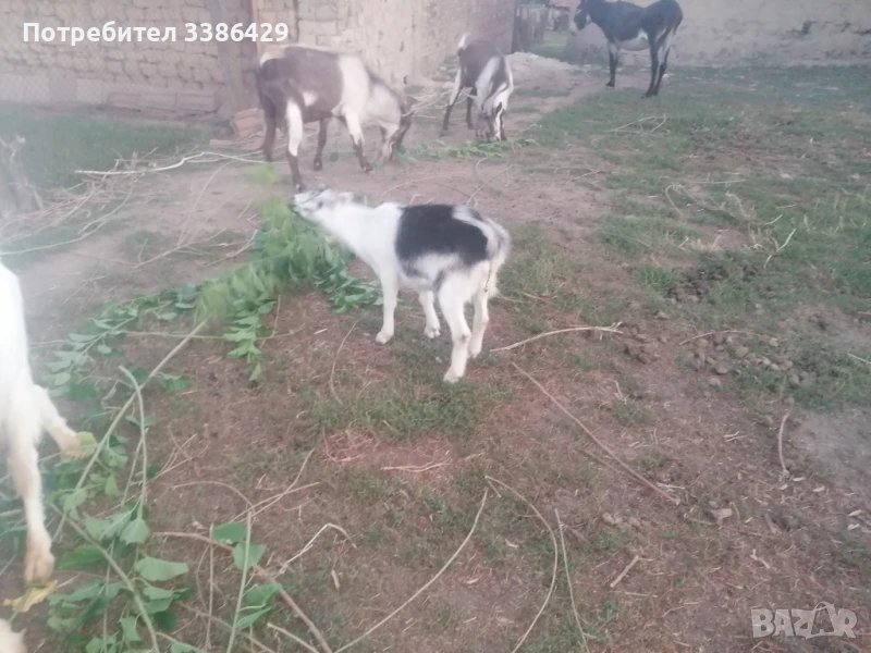 Ярета и пръчове , снимка 1