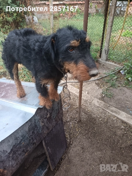 куче ягтериер, снимка 1