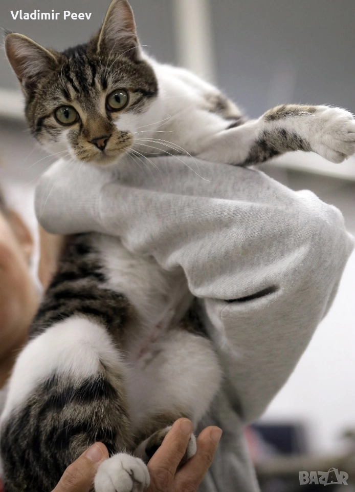 Женско коте на 6 месеца. Кастрирана!, снимка 1