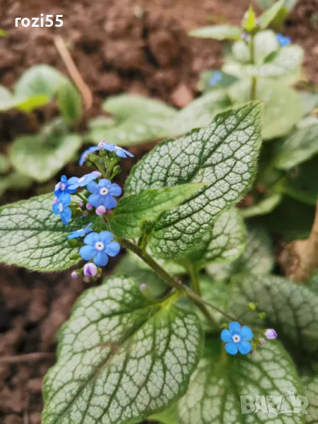 Продавам многогодишни студоустойчиви цветя от моята градина на гол корен., снимка 1