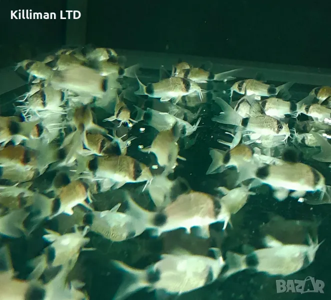 Коридорас панда, снимка 1