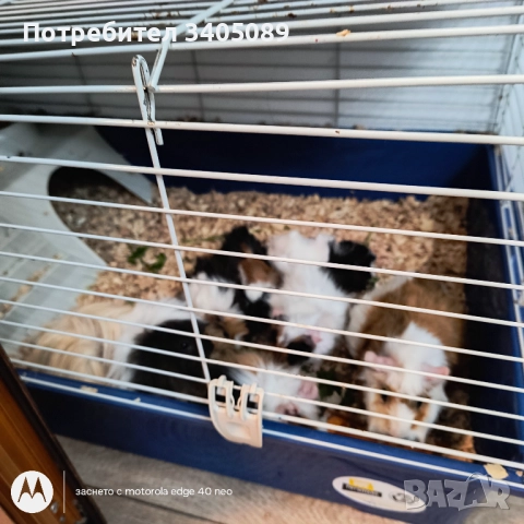 Морски свинчета, снимка 3 - Морски свинчета - 52949220