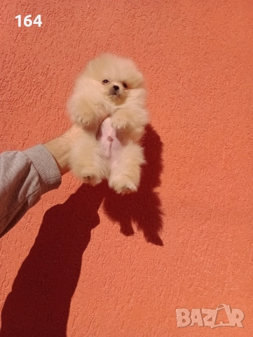 Мини момиче. Померан., снимка 3 - Померан - 52946458