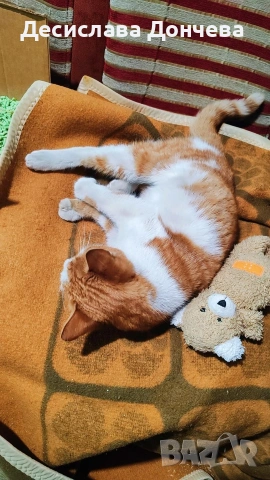 Коте Сами си търси дом, осинови го, снимка 11 - Други - 53033204