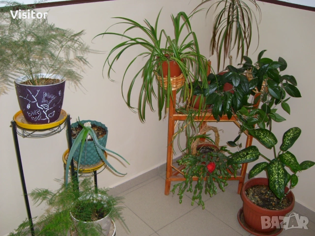 фотоапарат Samsung L70 Digital  , снимка 17 - Фотоапарати - 54254462