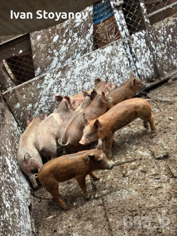 Прасенца , снимка 4 - Прасета - 54025339