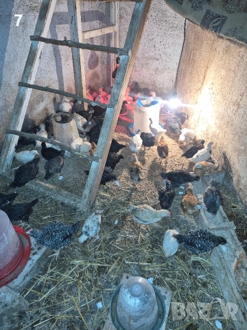 Селски пилета