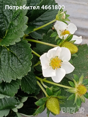 Ягодов разсад, снимка 2 - Разсади - 52552777