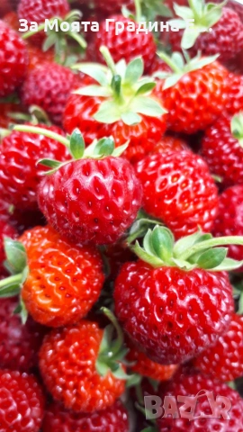 Ягода - Мице Шиндлер /Mieze Schindler, снимка 5 - Разсади - 54031955